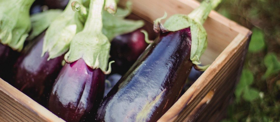 plant vegetable