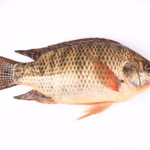 Tilapia is a mild-flavored fish. It is the fourth most popular seafood. Tilapia is popular since it is cheap.